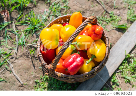 Red and yellow ripe freshly picked peppers in a wooden basket Red and yellow ripe freshly picked peppers in a wooden basket 69693022