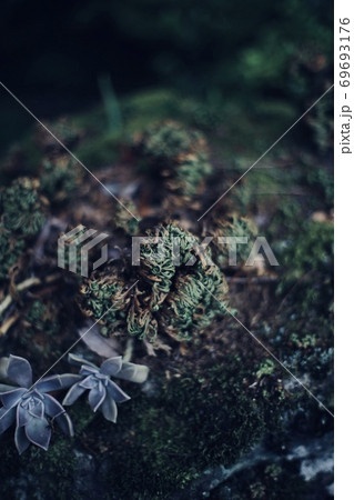 シダ植物と苔の写真素材