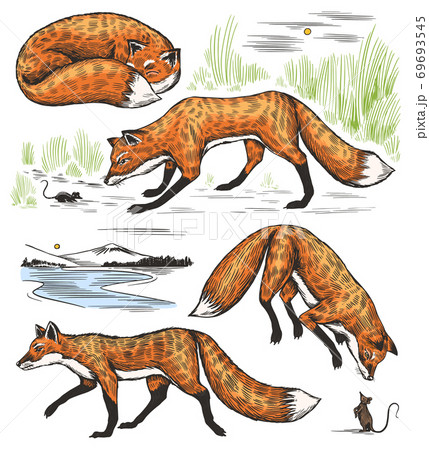 Wild red fox set. Forest ginger animal flying and jumping. Vector Engraved hand drawn Vintage sketch Wild red fox set. Forest ginger animal flying and jumping. Vector Engraved hand drawn Vintage sketch 69693545