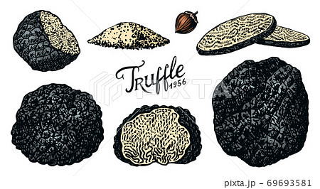 Truffles mushrooms set. Engraved hand drawn vintage sketch. Ingredients for cooking food. Woodcut Truffles mushrooms set. Engraved hand drawn vintage sketch. Ingredients for cooking food. Woodcut 69693581