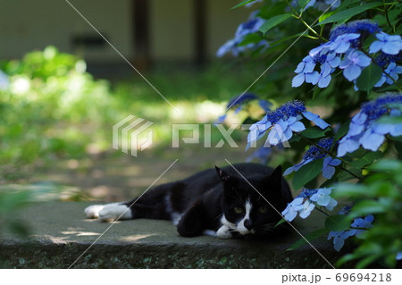 紫陽花と黒猫の写真素材