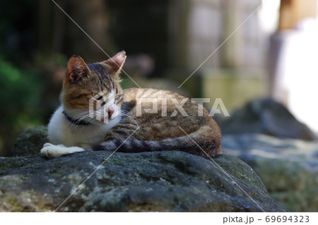 岩に座る野良猫 岩に座る野良猫 69694323