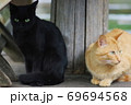 背中合わせの野良猫 69694568