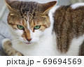 綺麗な野良猫 69694569