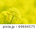 菜の花　黄色の世界 69694575