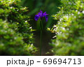一輪の菖蒲 69694713