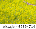 菜の花と梅 69694714
