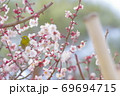メジロと梅 69694715