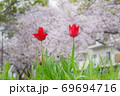 二輪のチューリップ 69694716