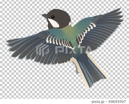 かわいい野鳥シジュウカラのベクターイラスト 69695007