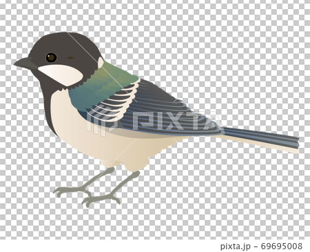 かわいい野鳥シジュウカラのベクターイラスト 69695008