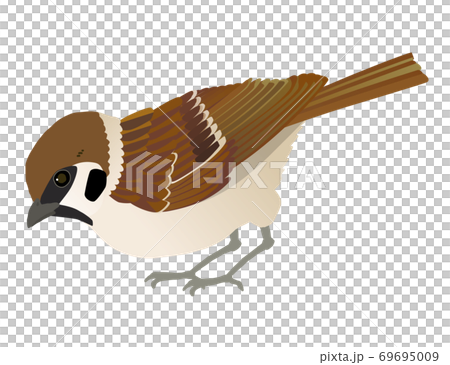 身近な野鳥スズメのベクターイラスト 69695009