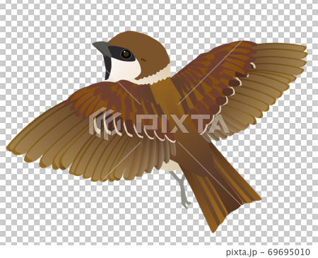 身近な野鳥スズメの羽ばたくベクターイラスト 69695010