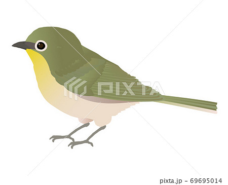 身近な野鳥メジロのベクターイラストのイラスト素材 身近な野鳥メジロのベクターイラストのイラスト素材