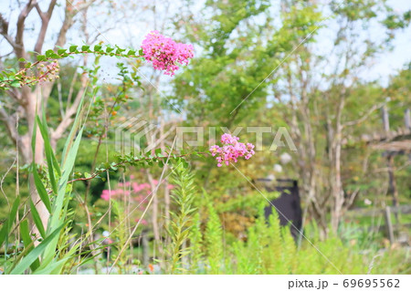 サルスベリの花 サルスベリの花 69695562