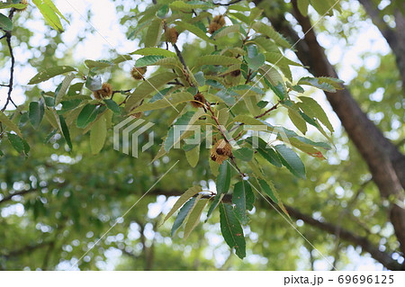 クヌギドングリの実 クヌギドングリの実 69696125