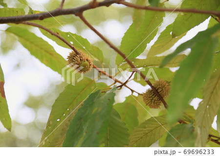 クヌギドングリの実 69696233