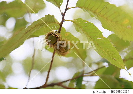 クヌギドングリの実 69696234