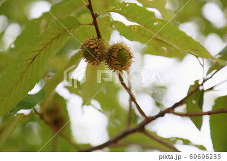 クヌギドングリの実 69696235