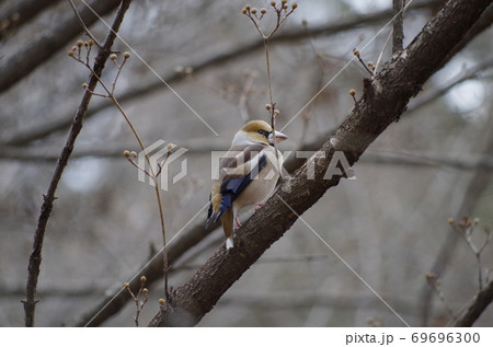 郊外の公園で見かける野鳥～シメ 69696300
