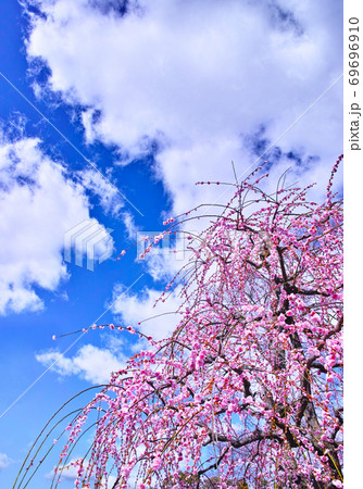 日本の春景色、ピンク色の梅の花が満開の梅の木と青空と雲 69696910