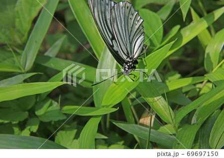 チョウチョ　ゴマダラチョウ 69697150