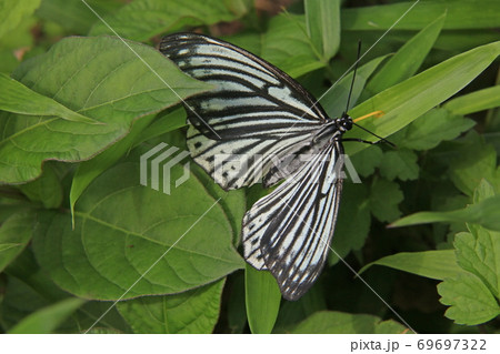 胡麻斑蝶 69697322