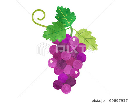 ぶどう 葡萄 ブドウ 水彩風のイラスト素材