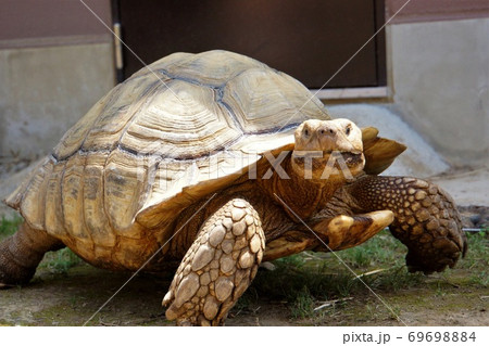 ”ケヅメリクガメ”の貫禄あるお散歩～「日立かみね動物園」の人気者 69698884