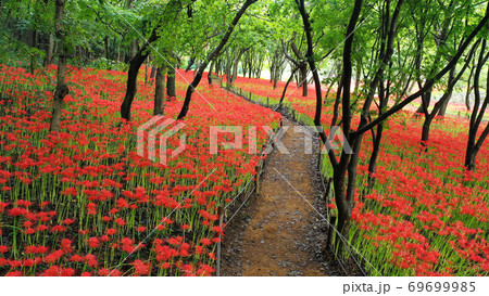 花 花畑 植物 69699985