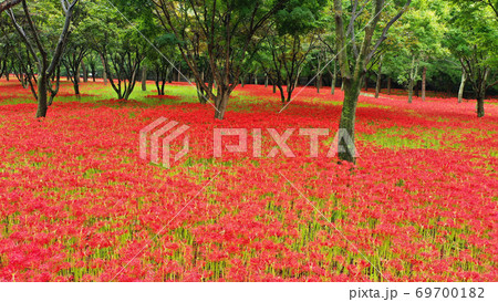 赤色 花 花畑 69700182