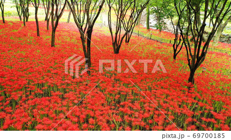 赤色 花 花畑 69700185