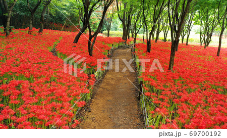遊歩道 花 花畑 69700192