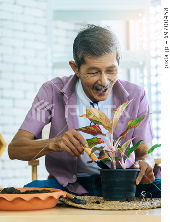 Senior retired man is planting inside his home for happy retirem Senior retired man is planting inside his home for happy retirem 69700458