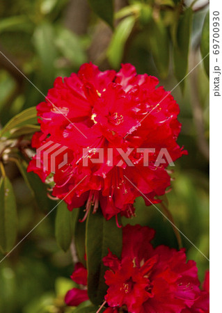 咲き誇る赤い石楠花の花 69700930