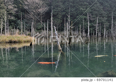 山口県下関市豊田町にある一ノ俣桜公園のきれいな湖とその中に立つ老木や泳ぐ鯉たち 山口県下関市豊田町にある一ノ俣桜公園のきれいな湖とその中に立つ老木や泳ぐ鯉たち 69701141