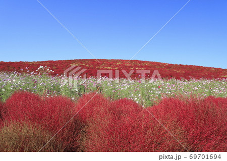 国営日立海浜公園　コスモスとコキアの紅葉  69701694