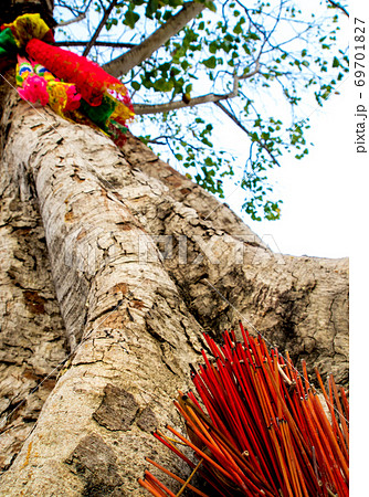The colored ribbons and incense sticks at the holy tree 69701827