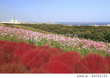 国営日立海浜公園と日立那珂港　コスモスとコキアの紅葉 　　 69702134