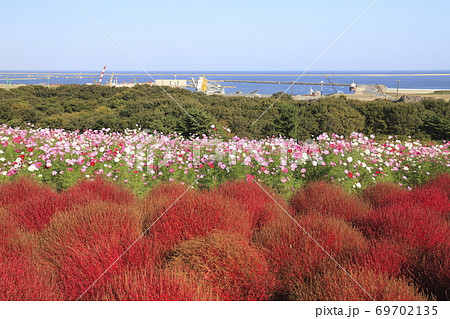 国営日立海浜公園と日立那珂港　コスモスとコキアの紅葉 　　 69702135