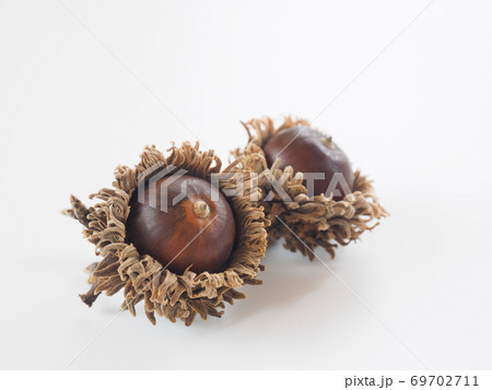 どんぐり　白バック 69702711