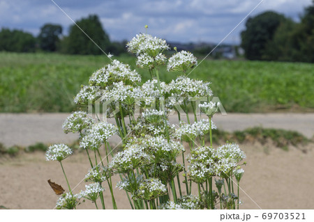 秋の畑に咲く韮の花 69703521