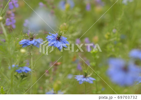ニゲラの花(2020年夏) ニゲラの花(2020年夏) 69703732