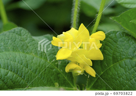 秋の畑に咲くアズキの花 69703822