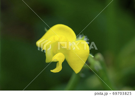 秋の畑に咲くアズキの花 69703825
