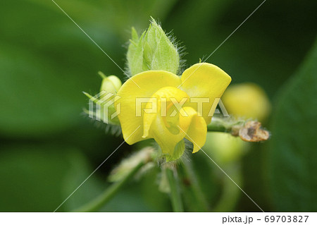 秋の畑に咲くアズキの花 秋の畑に咲くアズキの花 69703827