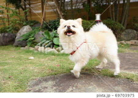 口を開けたポメラニアン 口を開けたポメラニアン 69703975