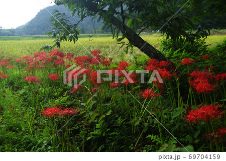 伊東市 池の里山風景 伊東市 池の里山風景 69704159