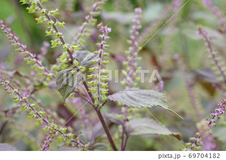秋の畑に咲く赤紫蘇の花と実 69704182