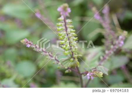秋の畑に咲く赤紫蘇の花と実の写真素材